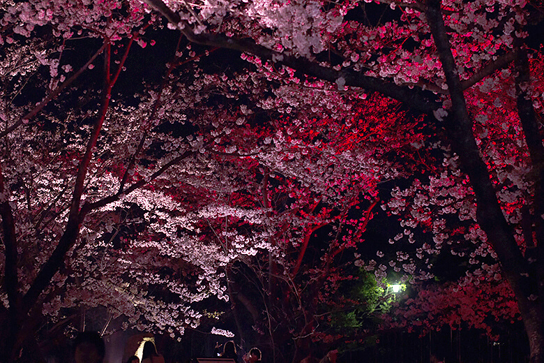 blossum_night
