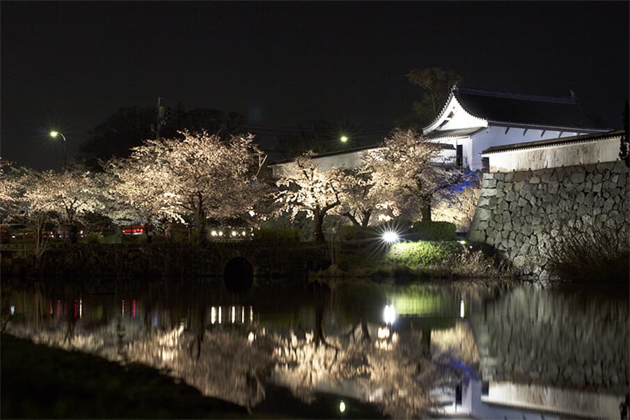 世界中の人が一目見ようと訪れる、日本の桜