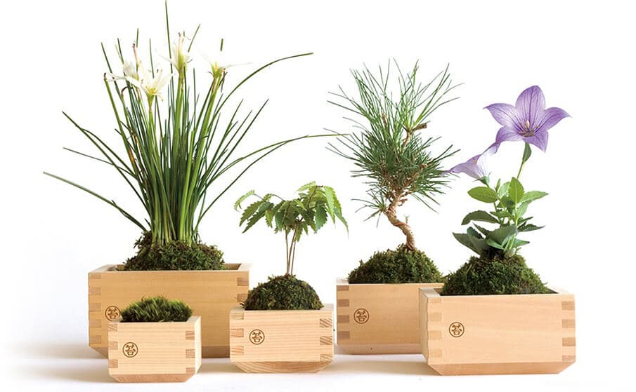 木枡×苔の黄金コンビ!日本の情緒を感じるグリーンインテリア「MASUMOSS」