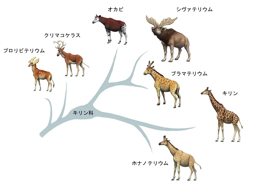 キリン科動物の進化を表す系統樹のイラスト、プロリビテリウム、クリマコケラス、オカピ、シヴァテリウム、ブラマテリウム、ホナノテリウム、キリンの各祖先が枝分かれして描かれている、和名のラベル付き