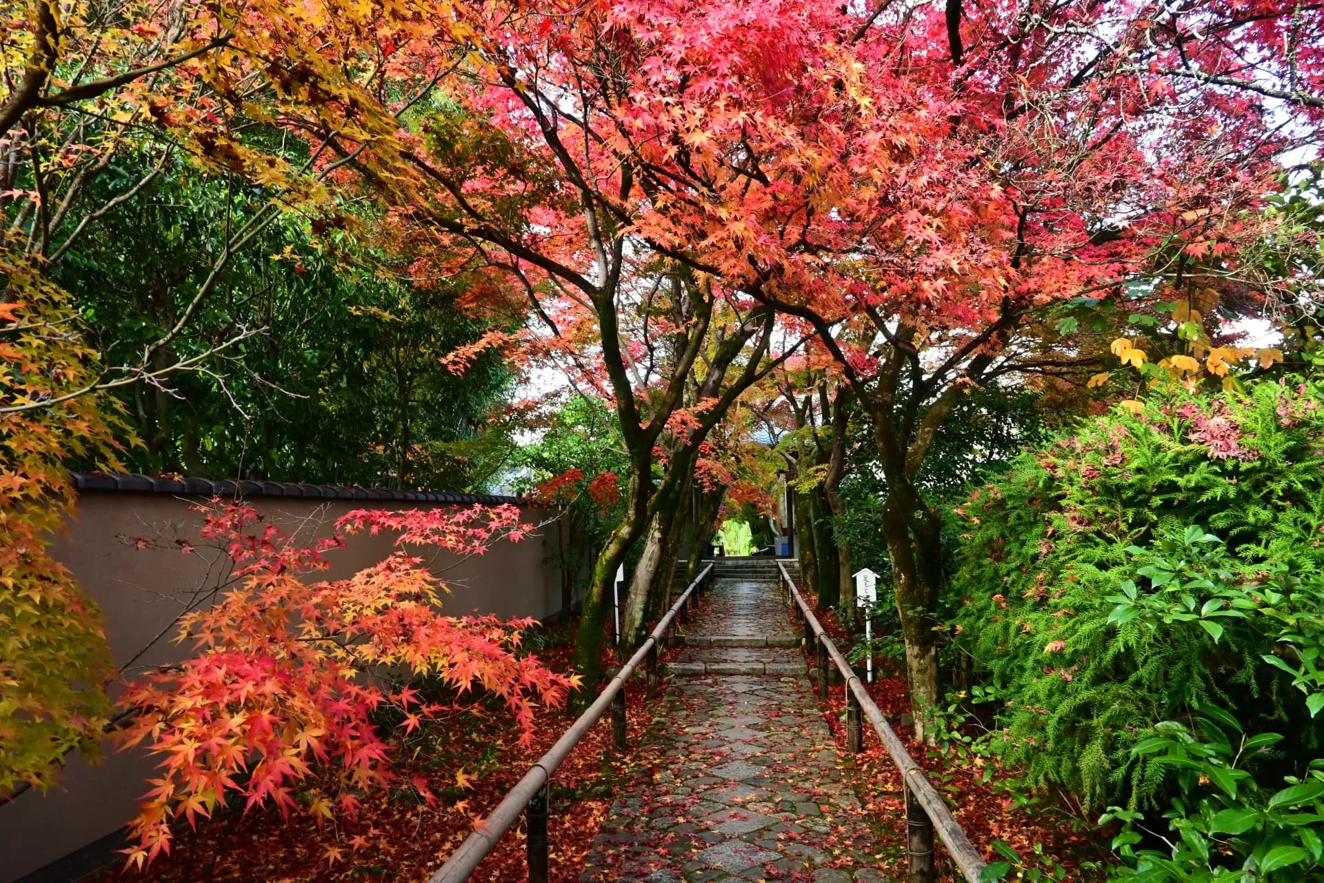 秋の日本庭園、美しい紅葉(赤と緑)に彩られた石畳の参道、土壁と竹の柵に沿って続く奥ゆきのある風景