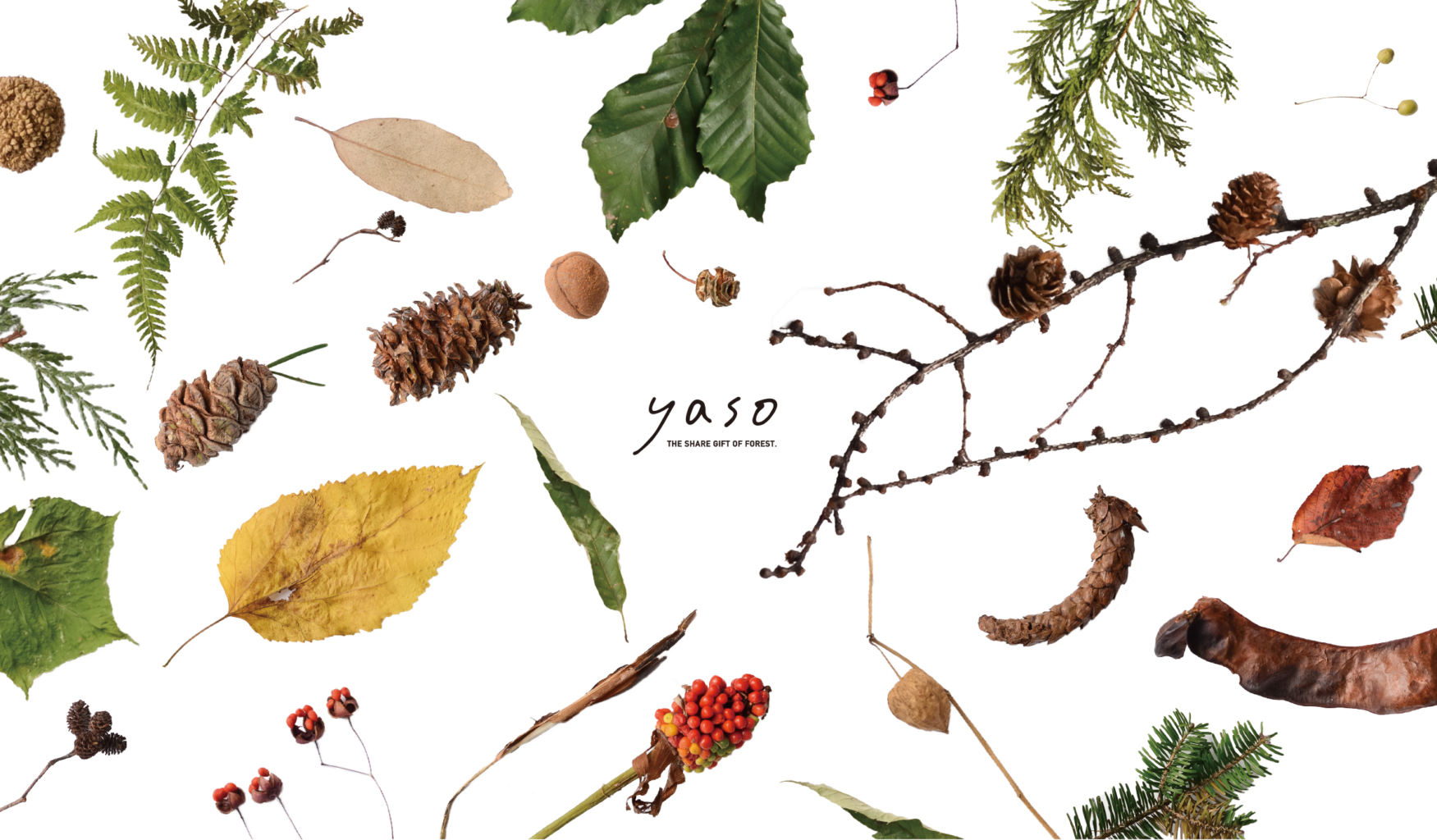 人と樹木、暮らしをつなぐプロジェクト「yaso」